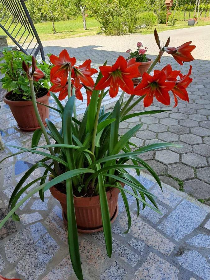 Apartament Apartman Martina Kršan Zewnętrze zdjęcie